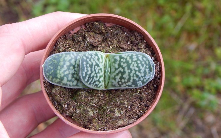 Gasteria bicolor