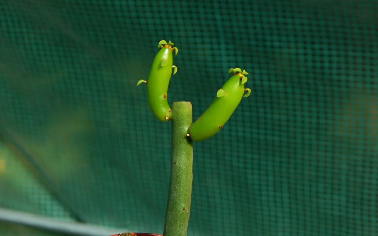 Euphorbia alluaudii subsp. oncoclada - Milk Bush
