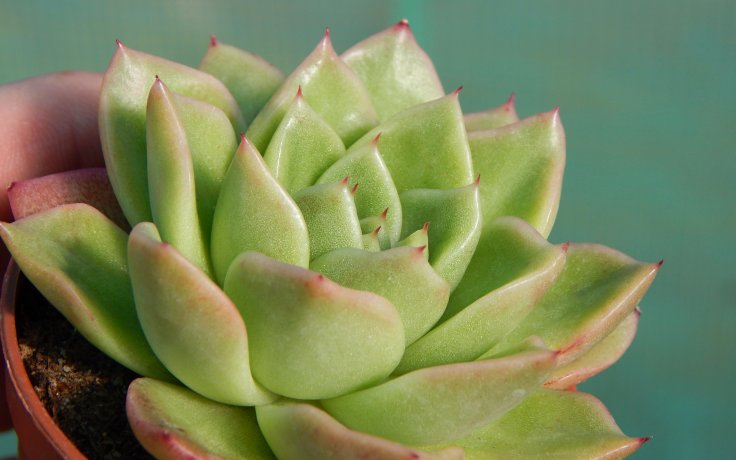 Echeveria Leisal - succulent