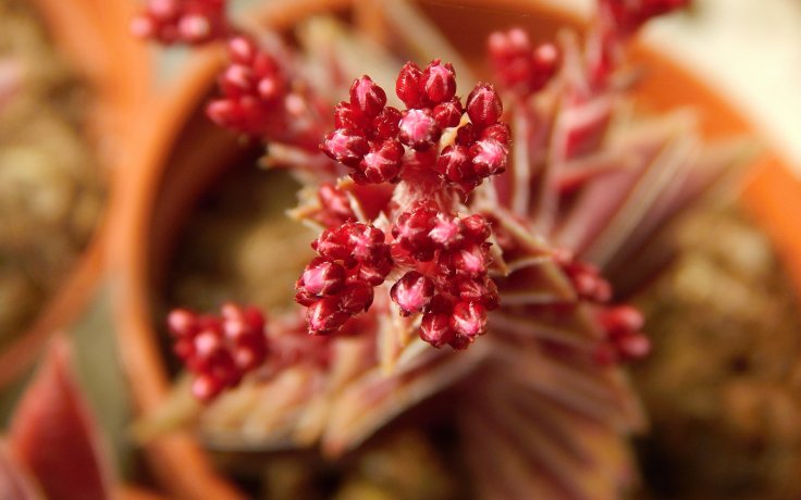 Crassula capitella Red Pagoda - red succulent, bloom, flower
