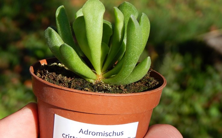 Adromischus cristatus var. clavifolius - nenáročné sukulenty