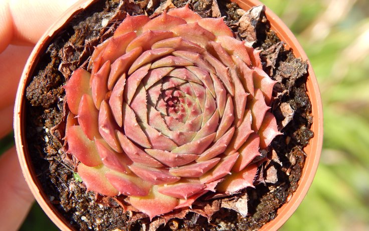 Sempervivum Bellotts Pourpre (houseleek)