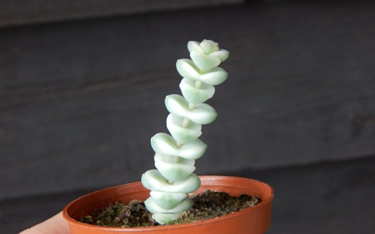 Crassula Baby's Necklace variegata - bílá tlustice
