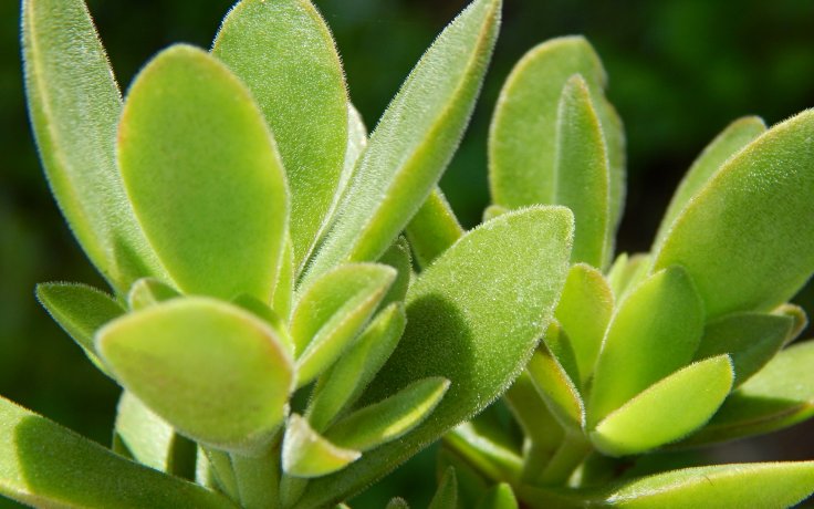 Crassula swaziensis