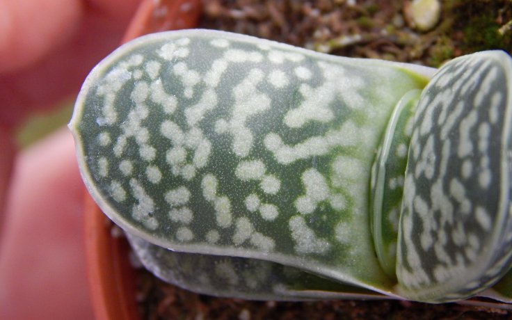 Gasteria bicolor - odolný sukulent