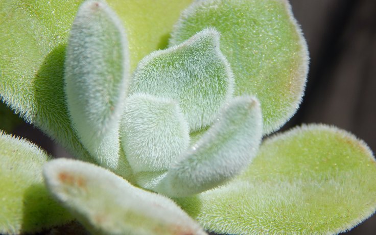 Echeveria pulvinata Frosty (frigida)