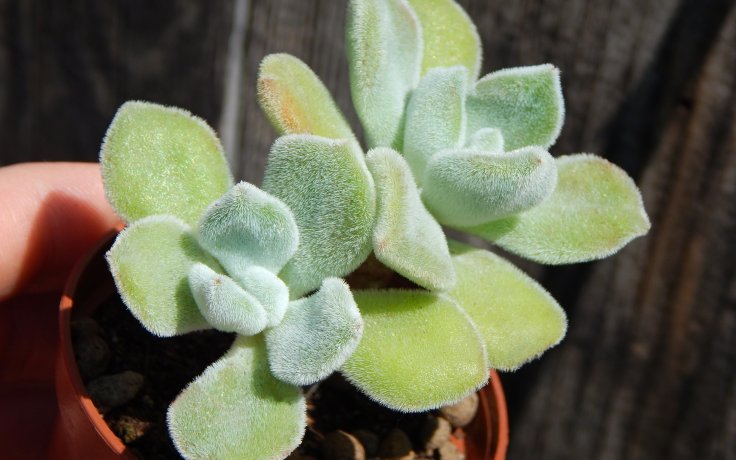Echeveria pulvinata Frosty (dužnatka)