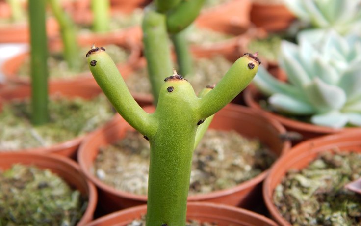 Euphorbia alluaudii subsp. oncoclada - Cat Tails Euphorbia