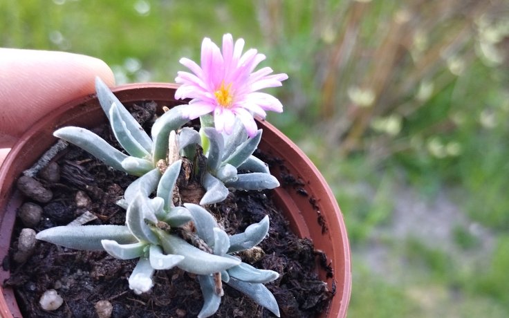 Delosperma harazianum - flower