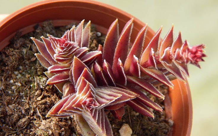 Crassula capitella Red Pagoda Africa plant