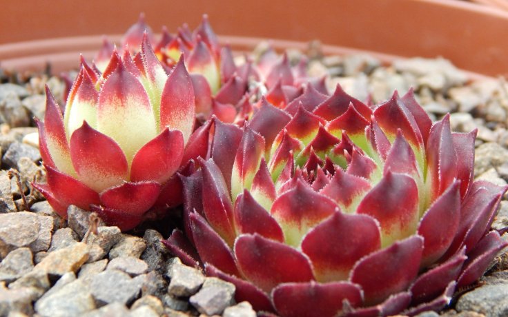 Sempervivum Guillaumes - France
