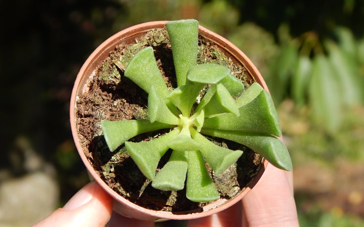 Adromischus cristatus var. clavifolius - sukulenty a kaktusy