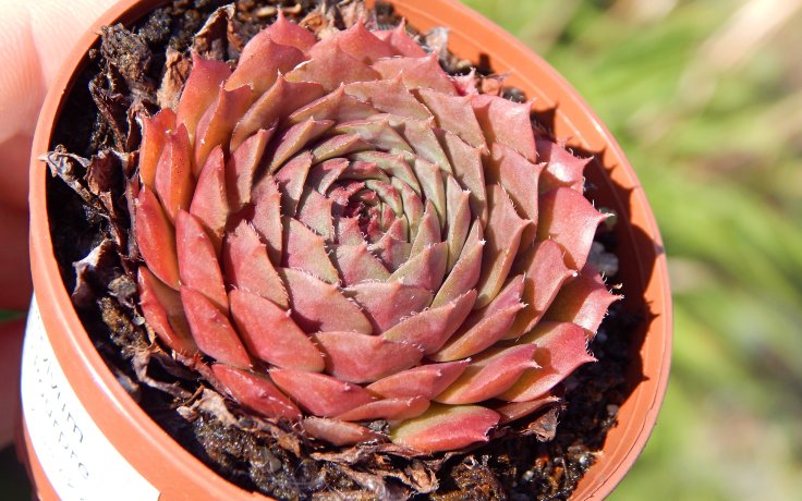 Sempervivum Bellotts Pourpre