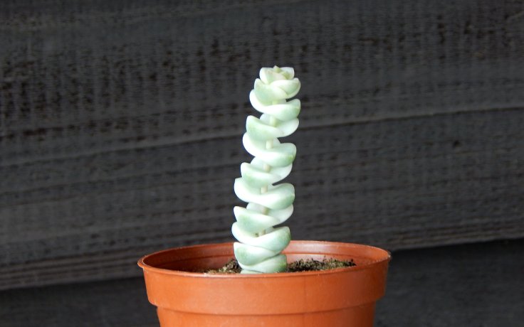 Crassula Baby's Necklace variegata