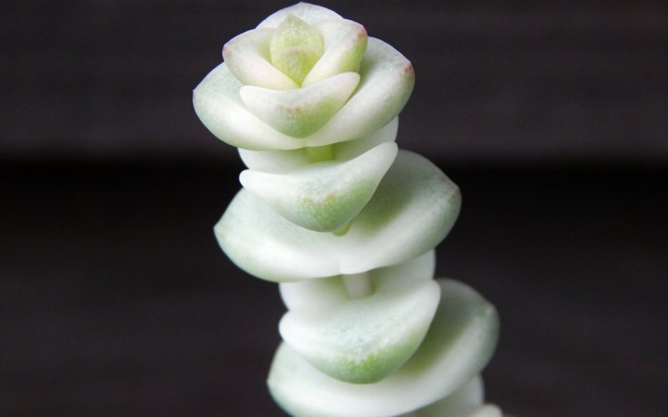 Crassula Baby's Necklace variegata