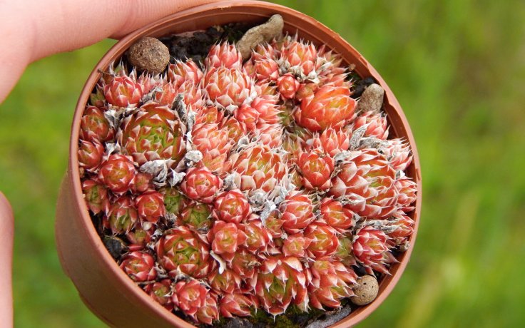 Orostachys spinosus