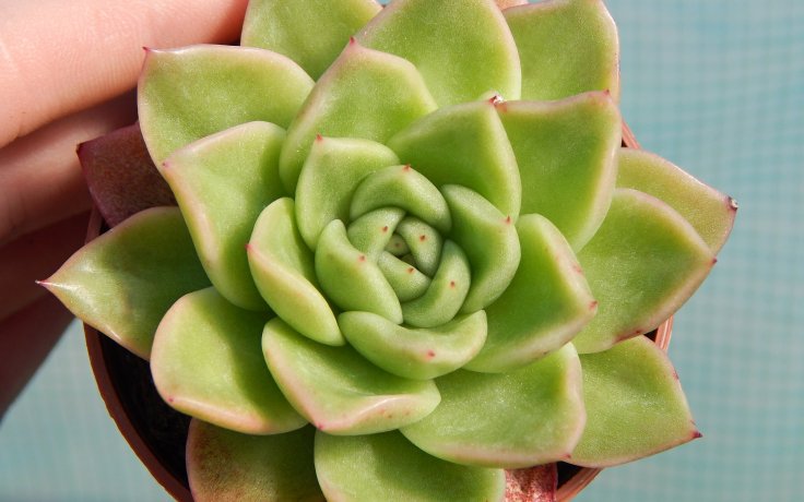 Echeveria Leisal - succulent