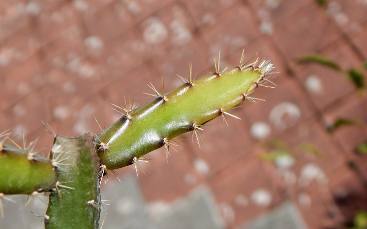 Selenicereus grandiflorus - Queen of the Night