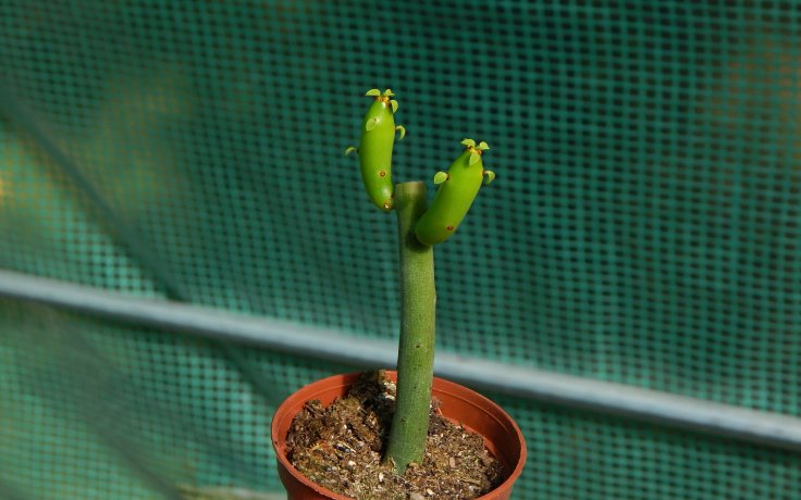 Euphorbia alluaudii subsp. oncoclada - Pencil Tree