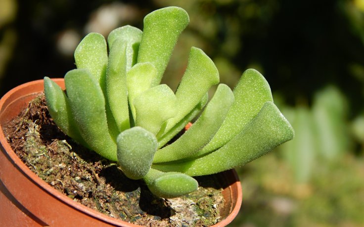 Adromischus cristatus var. clavifolius - sukulenty