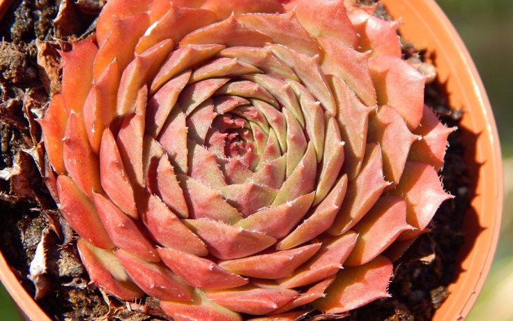Sempervivum Bellotts Pourpre