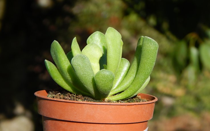 Adromischus cristatus var. clavifolius - zelené sukulenty