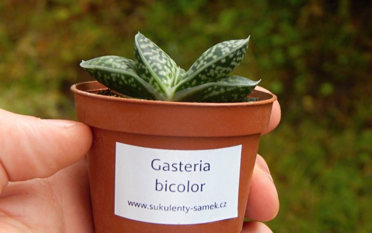 Gasteria bicolor - odolný sukulent