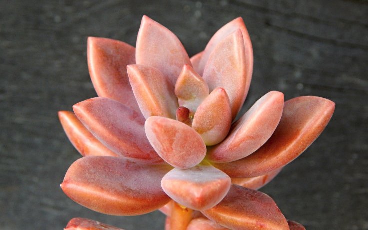 Graptosedum Bronze Vera Higgins