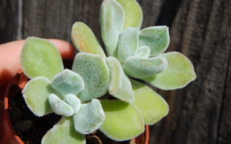 Echeveria pulvinata Frosty