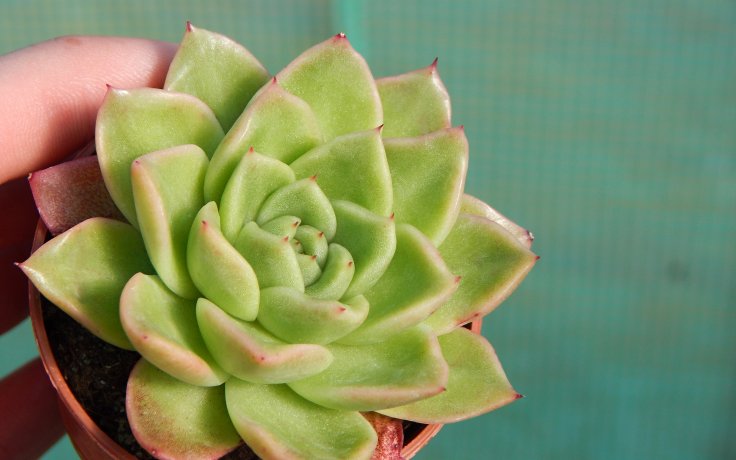 Echeveria Leisal to sun