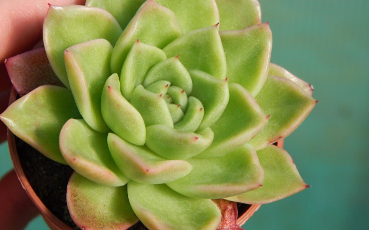 Echeveria Leisal - houseplant