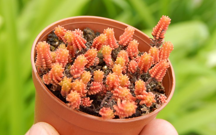 Sedum sexangulare