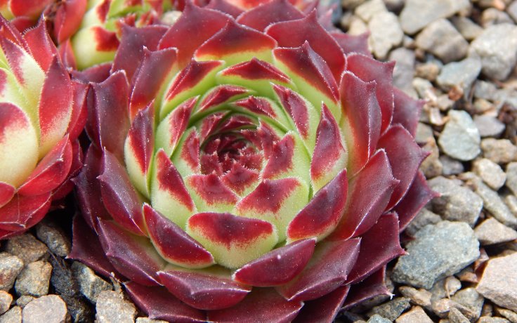 Sempervivum Guillaumes