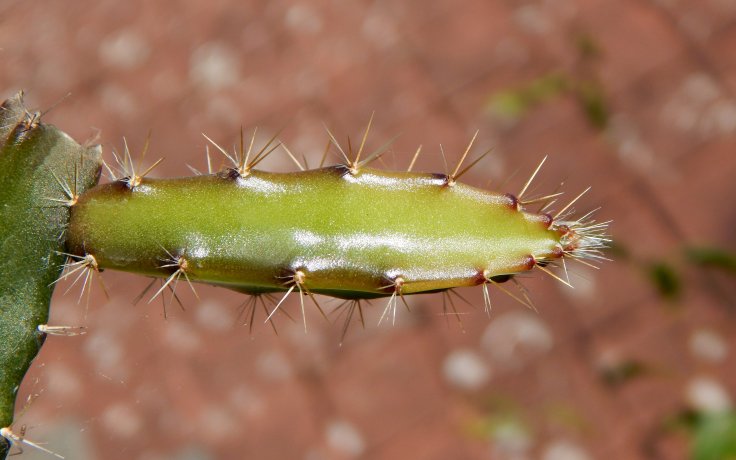 Selenicereus grandiflorus - cacti samek