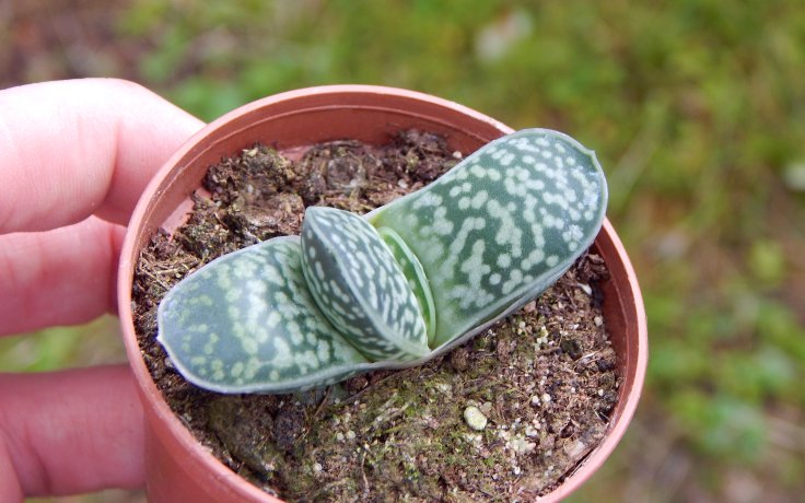 Gasteria bicolor