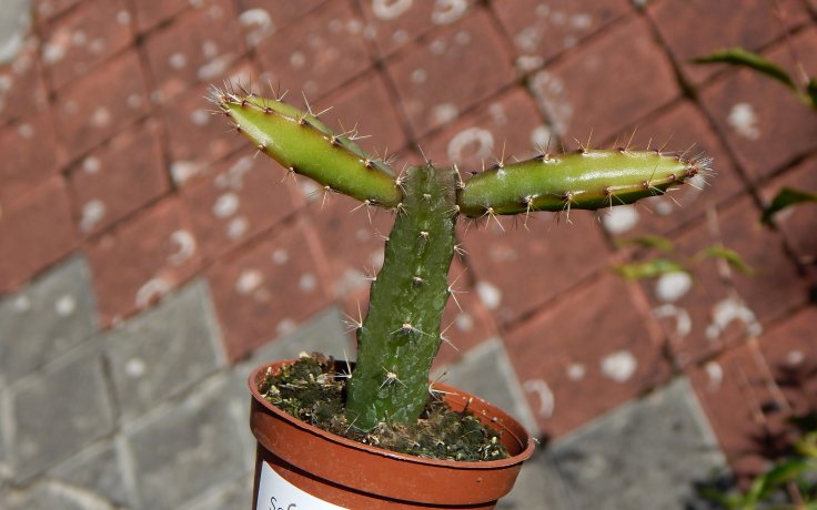 Selenicereus grandiflorus - flowering cactus