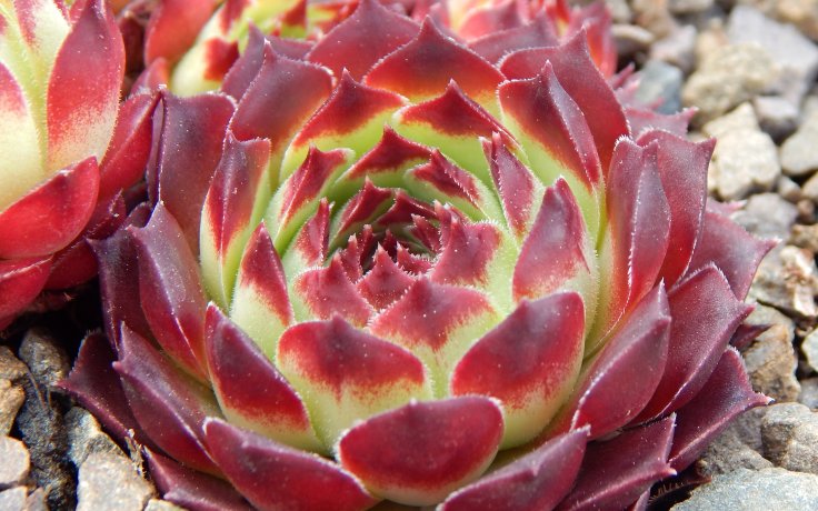 Sempervivum Guillaumes