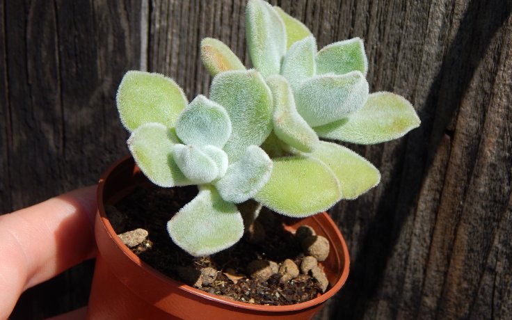 Echeveria pulvinata Frosty